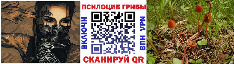 Купить  Заволжье  Галлюциногенные грибы Cubensis 